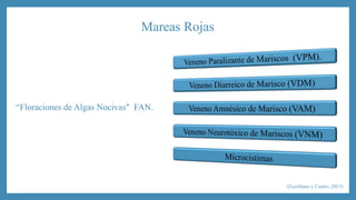 Mareas Rojas 
“Floraciones de Algas Nocivas" FAN. 
(Escribano y Castro, 2013) 
 
