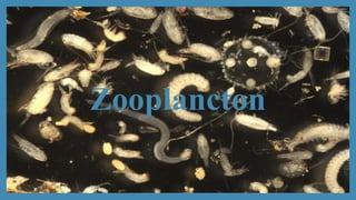 Zooplancton 
 