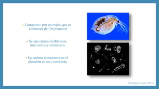 • Compuesto por animales que se 
alimentan del fitoplancton 
• Se encuentran herbívoros, 
omnívoros y carnívoros. 
• La cadena alimentaria en el 
plancton es muy compleja. 
(Escribano y Castro, 2013) 
 