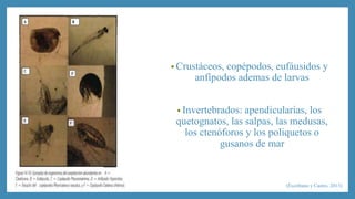 •Crustáceos, copépodos, eufáusidos y 
anfípodos ademas de larvas 
• Invertebrados: apendicularias, los 
quetognatos, las salpas, las medusas, 
los ctenóforos y los poliquetos o 
gusanos de mar 
(Escribano y Castro, 2013) 
 