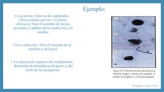 • Las larvas y huevos de copépodos, 
(Paracalanus parvus y Calanus 
chilensis). Son el sustento de larvas, 
juveniles y adultos de la anchoveta y la 
sardina. 
• Los eufáusidos: Son el sustento de la 
merluza y del jurel. 
• La riqueza de especies del zooplancton 
determina la abundancia de peces y del 
éxito de las pesquerías. 
Ejemplo: 
(Escribano y Castro, 2013) 
 