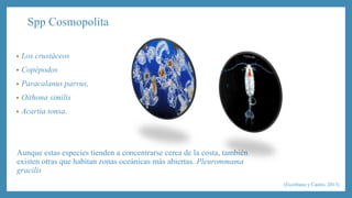 Spp Cosmopolita 
• Los crustáceos 
• Copépodos 
• Paracalanus parvus, 
• Oithona similis 
• Acartia tonsa. 
Aunque estas especies tienden a concentrarse cerca de la costa, también 
existen otras que habitan zonas oceánicas más abiertas. Pleurommama 
gracilis 
(Escribano y Castro, 2013) 
 