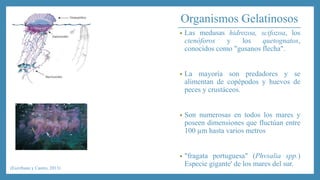 Organismos Gelatinosos 
• Las medusas hidrozoa, scifozoa, los 
ctenóforos y los quetognatos, 
conocidos como "gusanos flecha". 
• La mayoría son predadores y se 
alimentan de copépodos y huevos de 
peces y crustáceos. 
• Son numerosas en todos los mares y 
poseen dimensiones que fluctúan entre 
100 μm hasta varios metros 
• "fragata portuguesa" (Phvsalia spp.) 
Especie gigante' de los mares del sur. 
(Escribano y Castro, 2013) 
 