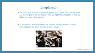 Ictioplanctón 
• Formado por huevos y larvas de peces que flotan libres en el agua. 
La mayor parte de los huevos son de aproximadamente 1 mm de 
diámetro y son planctónicos 
• El periodo de permanencia de los huevos en el plancton va desde 
unas pocas horas hasta no más de una semana 
(Escribano y Castro, 2013) 
 