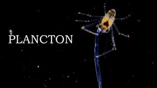 PLANCTON 
 