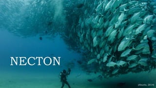 NECTON 
(Aburto, 2014) 
 