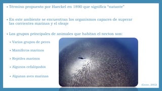 • Término propuesto por Haeckel en 1890 que significa “natante” 
• En este ambiente se encuentran los organismos capaces de superar 
las corrientes marinas y el oleaje 
• Los grupos principales de animales que habitan el necton son: 
• Varios grupos de peces 
• Mamíferos marinos 
• Reptiles marinos 
• Algunos cefalópodos 
• Algunas aves marinas 
(Grove, 2002) 
 
