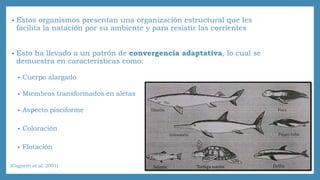 • Estos organismos presentan una organización estructural que les 
facilita la natación por su ambiente y para resistir las corrientes 
• Esto ha llevado a un patrón de convergencia adaptativa, lo cual se 
demuestra en características como: 
• Cuerpo alargado 
• Miembros transformados en aletas 
• Aspecto pisciforme 
• Coloración 
• Flotación 
(Cognetti et al, 2001) 
 