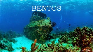 BENTOS 
 