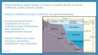 • Dependiendo la profundidad, el bentos se puede dividir en litoral, 
sublitoral, batial, abisal y hadal 
• Litoral y sublitoral reciben suficiente luz para fotosíntesis 
• La zona batial presenta 
cantidades de luz no 
suficientes para fotosíntesis, 
pero tampoco es 
completamente oscura 
• Abisal y Hadal son zonas 
oscuras y presentan 
condiciones muy extremas 
(Day, 2008) 
 