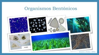 Organismos Bentónicos 
(Castro y Huber, 2003) 
 