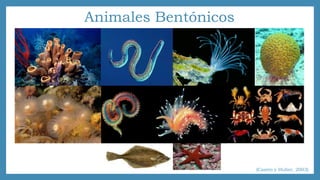 Animales Bentónicos 
(Castro y Huber, 2003) 
 