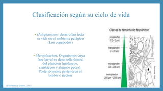 Clasificación según su ciclo de vida 
• Holoplancton: desarrollan toda 
su vida en el ambiente pelágico 
(Los copépodos) 
• Meroplancton: Organismos cuya 
fase larval se desarrolla dentro 
del plancton (moluscos, 
crustáceos y algunos peces). 
Posteriormente pertenecen al 
bentos o necton 
(Escribano y Castro, 2013) 
 