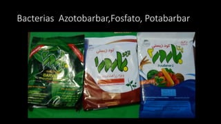 Bacterias Azotobarbar,Fosfato, Potabarbar
 