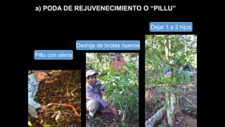 a) PODA DE REJUVENECIMIENTO O “PILLU”
Pillu con sierra
Deshije de brotes nuevos
Dejar 1 a 2 hijos
 