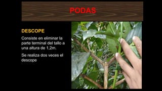 PODAS
Consiste en eliminar la
parte terminal del tallo a
una altura de 1,2m.
Se realiza dos veces el
descope
DESCOPE
 
