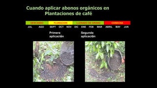 Cuando aplicar abonos orgánicos en
Plantaciones de café
DESCANSO FLORACION LLENADO DE GRANO COSECHA
JUL AGO SEPT OCT NOV DIC ENE FEB MAR ABRIL MAY JUN
Primera
aplicación
Segunda
aplicación
 