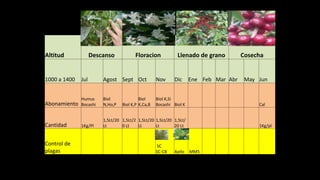 Altitud Descanso Floracion Llenado de grano Cosecha
1000 a 1400 Jul Agost Sept Oct Nov Dic Ene Feb Mar Abr May Jun
Abonamiento
Humus
Bocashi
Biol
N,Ho,P Biol K,P
Biol
K,Ca,B
Biol K,Si
Bocashi Biol K Cal
Cantidad 1Kg/Pl
1,5Lt/20
Lt
1,5Lt/2
0 Lt
1,5Lt/20
Lt
1,5Lt/20
Lt
1,5Lt/
20 Lt 1Kg/pl
Control de
plagas
SC
SC-CB Apilo MM5
 