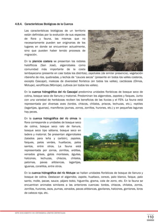 ESTE DOCUMENTO NO DETERMINA LÍMITES DISTRITALES.
110
4.8.4. Características Biológicas de la Cuenca
Las características biológicas de un territorio
están definidas por la evolución de sus especies
de flora y fauna, las mismas que no
necesariamente pueden ser originarias de los
lugares en donde se encuentran actualmente,
sino que pueden haber tenido procesos de
migración.
En la planicie costera se presentan los rodales
halofíticos (San José), algarrobales como
comunidad más importante de la costa
lambayecana (presente en casi todos los distritos), zapotales (de similar presencia), vegetación
ribereña de ríos, quebradas, y lechos de “cauces secos” (presente en todos los valles costeros,
excepto Cascajal), malezas de diversidad florística (en todos los valles), cactáceas (Olmos,
Motupe), xerofíticas (Mórrope), cultivos (en todos los valles).
En la cuenca hidrográfica del río Cascajal predomina unidades florísticas de bosque seco de
colina, bosque seco de llanura y matorral. Predominan los algarrobos, zapotes y faiques. Junto
con una variedad de herbáceas reciben los beneficios de las lluvias y el FEN. La fauna está
representada por diversas aves (tordos, chiscos, chilalos, priscos, lechuzas, etc.), reptiles
(lagartijas, iguanas), mamíferos (pumas, zorros, zorrillos, hurones, etc.) y en pequeñas lagunas
hay peces.
En la cuenca hidrográfica del río olmos la
flora corresponde a unidades de bosque seco
de colina, bosque seco ralo de llanura,
bosque seco tipo sábana, bosque seco en
ladera y matorral. Se presentan algarrobales
(talados para leña y carbón), zapotes,
faiques, palos verdes, hualtacos, palos
santos, entre otros. La fauna está
representada por zorros, zorrillos, ardillas,
venados grises, gatos monteses, águilas,
halcones, lechuzas, chiscos, chilalos,
palomas, pavas aliblancas, lagartijas,
iguanas, coralillos, entre otros.
En la cuenca hidrográfica del río Motupe se hallan unidades florísticas de bosque de llanura y
bosque de colina. Destacan el algarrobo, zapote, hualtaco, cerezo, palo blanco, faique, palo
santo, molle, pacae, sauce, pájaro bobo, higuerilla, grama, cola de zorro, etc. En la fauna se
encuentran animales similares a las anteriores cuencas: tordos, chiscos, chilalos, zorros,
zorrillos, hurones, osos, pumas, venados, pavas aliblancas, gavilanes, halcones, gorriones, loros
de cabeza roja, etc.
Foto N°4.27. Fauna
Foto N° 4.28. Flora
 