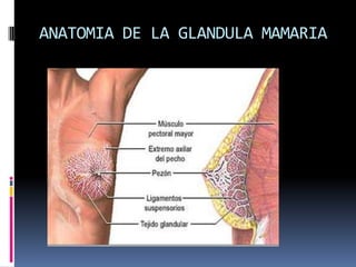 ANATOMIA DE LA GLANDULA MAMARIA