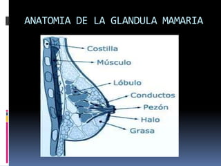 ANATOMIA DE LA GLANDULA MAMARIA