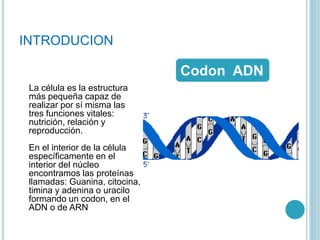 INTRODUCION
La célula es la estructura
más pequeña capaz de
realizar por sí misma las
tres funciones vitales:
nutrición, relación y
reproducción.
En el interior de la célula
específicamente en el
interior del núcleo
encontramos las proteínas
llamadas: Guanina, citocina,
timina y adenina o uracilo
formando un codon, en el
ADN o de ARN
Codon ADN
 