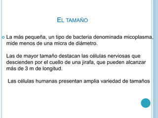 EL TAMAÑO
 La más pequeña, un tipo de bacteria denominada micoplasma,
mide menos de una micra de diámetro.
Las de mayor tamaño destacan las células nerviosas que
descienden por el cuello de una jirafa, que pueden alcanzar
más de 3 m de longitud.
Las células humanas presentan amplia variedad de tamaños
 