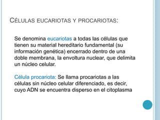 CÉLULAS EUCARIOTAS Y PROCARIOTAS:
Se denomina eucariotas a todas las células que
tienen su material hereditario fundamental (su
información genética) encerrado dentro de una
doble membrana, la envoltura nuclear, que delimita
un núcleo celular.
Célula procariota: Se llama procariotas a las
células sin núcleo celular diferenciado, es decir,
cuyo ADN se encuentra disperso en el citoplasma
 