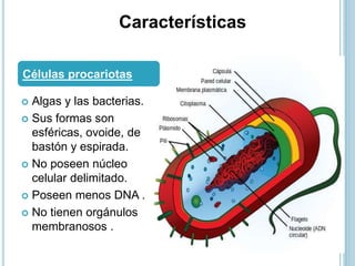  Algas y las bacterias.
 Sus formas son
esféricas, ovoide, de
bastón y espirada.
 No poseen núcleo
celular delimitado.
 Poseen menos DNA .
 No tienen orgánulos
membranosos .
Células procariotas
Características
 