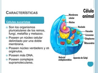 CARACTERÍSTICAS
 Son los organismos
pluricelulares de los reinos,
fungí, metafita y metazoo.
 Poseen un núcleo celular
delimitado por una doble
membrana.
 Poseen núcleo verdadero y otros
orgánulos.
 Poseen más DNA.
 Poseen complejos
supramoleculares.
Células eucariotas
 
