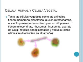 CELULA ANIMAL Y CELULA VEGETAL
 Tanto las células vegetales como las animales
tienen membrana plasmática, núcleo (cromosomas,
nucléolo y membrana nuclear) y en su citoplasma
tienen mitocondrias, ribosomas, lisosomas, aparato
de Golgi, retículo endoplásmatico y vacuola (estas
últimas se diferencian en el tamaño)
 