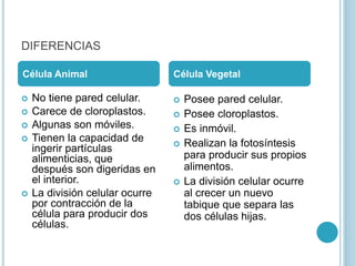 DIFERENCIAS
 No tiene pared celular.
 Carece de cloroplastos.
 Algunas son móviles.
 Tienen la capacidad de
ingerir partículas
alimenticias, que
después son digeridas en
el interior.
 La división celular ocurre
por contracción de la
célula para producir dos
células.
 Posee pared celular.
 Posee cloroplastos.
 Es inmóvil.
 Realizan la fotosíntesis
para producir sus propios
alimentos.
 La división celular ocurre
al crecer un nuevo
tabique que separa las
dos células hijas.
Célula Animal Célula Vegetal
 