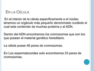 EN LA CÉLULA
En el interior de la célula específicamente e el núcleo
tenemos un orgánulo más pequeño denominado nucléolo el
cual esta contenido de muchas proteína y el ADN.
Dentro del ADN encontramos los cromosomas que son los
que poseen el material genético hereditario.
La célula posee 46 pares de cromosomas.
En Los espermatozoides solo encontramos 23 pares de
cromosomas.
 