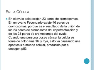 EN LA CÉLULA
 En el ovulo solo existen 23 pares de cromosomas.
En un ovario Fecundado existe 46 pares de
cromosomas, porque es el resultado de la unión de
los 23 pares de cromosoma del espermatozoide y
de los 23 pares de cromosomas del ovulo.
Cuando una persona posee cáncer la célula se
torna de color amarilla y roja, esto va causando una
apoptosis o muerte celular, producido por el
oncogén p53.
 