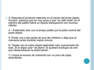  3- Deposita el producto obtenido en el centro del porta objeto.
Aunque parezca que es muy poco o que “no sale nada” en el
estreno del palillo habrá un liquido blanquecino con muchas
células.
4 – Extiéndelo bien con el propio palillo por la parte central del
porta objeto.
5- Ponle una o dos gotas de azul de metileno y deja que el
colorante actué durante medio minuto.
6- Tápalo con el cubre objeto dejándolo caer suavemente de
lado. Si lo dejas caer “de plano” te quedara burbujas de aire
que obstaculizaran la observación.
7- Limpia el exceso de colorante con un poco de pape,
absorbente.
 