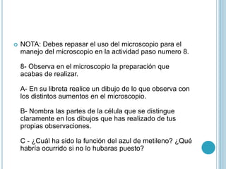  NOTA: Debes repasar el uso del microscopio para el
manejo del microscopio en la actividad paso numero 8.
8- Observa en el microscopio la preparación que
acabas de realizar.
A- En su libreta realice un dibujo de lo que observa con
los distintos aumentos en el microscopio.
B- Nombra las partes de la célula que se distingue
claramente en los dibujos que has realizado de tus
propias observaciones.
C - ¿Cuál ha sido la función del azul de metileno? ¿Qué
habría ocurrido si no lo hubaras puesto?
 