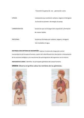 Transmitir los genes de una generación a otra
LÍPIDOS compuestos que contienen carbono, oxigeno e hidrogeno
Su función es proveer de energía al cuerpo.
CARBOHIDRATOS Sustancias que se encargan de la reparación y formación
de nuevos tejidos.
PROTEÍNAS Sustancias formadas por carbono, oxigeno, nitrógeno
Son insolubles en agua.
DESTREZA CON CRITERIO DE DESEMPEÑO: Explicar el sistema de integración control
neuroendocrino de la especie humana, a partir de la identificación de, descripción e interpretación
de los procesos biológicos y los mecanismos de autorregulación del organismo con el entorno
INDICADOR DE LOGRO: identifica las principales glándulas del cuerpo humano.
ORDEN: Observa el gráfico ubica los nombres de las glándulas.
 