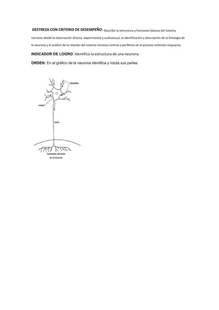 DESTREZA CON CRITERIO DE DESEMPEÑO: Describir la estructura y funciones básicas del sistema
nervioso desde la observación directa, experimental y audiovisual, la identificación y descripción de la fisiología de
la neurona y el análisis de la relación del sistema nervioso central y periférico en el proceso estimulo-respuesta.
INDICADOR DE LOGRO: Identifica la estructura de una neurona.
ORDEN: En el gráfico de la neurona identifica y rotula sus partes.
 