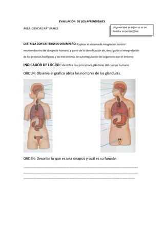 EVALUACIÓN DE LOS APRENDIZAJES
ÁREA: CIENCIAS NATURALES
DESTREZA CON CRITERIO DE DESEMPEÑO: Explicar el sistema de integración control
neuroendocrino de la especie humana, a partir de la identificación de, descripción e interpretación
de los procesos biológicos y los mecanismos de autorregulación del organismo con el entorno
INDICADOR DE LOGRO: identifica las principales glándulas del cuerpo humano.
ORDEN: Observa el grafico ubica los nombres de las glándulas.
ORDEN: Describe lo que es una sinapsis y cuál es su función.
…………………………………………………………………………………………………………………
…………………………………………………………………………………………………………………
………………………………………………………………………………………………………………
Un joven que se esfuerza es un
hombre en perspectiva.
 