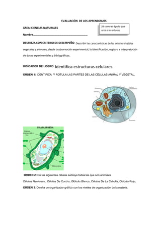 EVALUACIÓN DE LOS APRENDIZAJES
ÁREA: CIENCIAS NATURALES
Nombre………………………….…………….…………………………
DESTREZA CON CRITERIO DE DESEMPEÑO: Describir las características de las células y tejidos
vegetales y animales, desde la observación experimental, la identificación, registro e interpretación
de datos experimentales y bibliográficos.
INDICADOR DE LOGRO: Identifica estructuras celulares.
ORDEN 1: IDENTIFICA Y ROTULA LAS PARTES DE LAS CÉLULAS ANIMAL Y VEGETAL,
ORDEN 2: De las siguientes células subraya todas las que son animales
Células Nerviosas, Células De Corcho, Glóbulo Blanco, Células De La Cebolla, Glóbulo Rojo,
ORDEN 3: Diseña un organizador gráfico con los niveles de organización de la materia.
Sé como el águila que
reta a las alturas
 