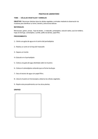 PRACTICA DE LABORATORIO
TEMA : CÉLULAS VEGETALES Y ANIMALES
OBJETIVO Reconocer distintos tipos de células vegetales y animales mediante la observación de
muestras para identificar su forma, tamaño y estructuras básicas
MATERIALES:
Microscopio, gotero, pinzas , hoja de elodea , o matacallo, portaobjetos, solución salina, azul de metileno,
hojas de lechuga, cubreobjetos, cuchilla, palillo de dientes, papel filtro.
PROCEDIMIENTO:
1.- Vierte una gota de agua en el centro del portaobjetos
2.- Realiza un corte en la hoja del matacallo
3.- Separa un trocito
4.-Colocalo en el portaobjeto
5.- Coloca una gota de agua destilada sobre la muestra
6.- Coloca el cubreobjetos evitando que se forme burbujas
7.- Seca el exceso de agua con papel filtro.
8.- Lleva la muestra al microscopio y observa las células vegetales.
9.- Repite este procedimiento con las otras plantas.
GRAFICO
 