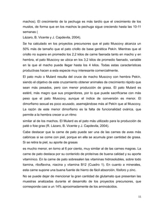 machos). El crecimiento de la pechuga es más tardío que el crecimiento de los
muslos, de forma que en los machos la pechuga sigue creciendo hasta las 10-11
semanas (
Lázaro, B. Vicente y J. Capdevila, 2004).
Se ha calculado en los proyectos precursores que el pato Muscovy alcanza un
50% más de tamaño que el pato criollo de base genética Pekín. Mientras que el
criollo no supera en promedio los 2,2 kilos de carne faenada tanto en macho y en
hembra, el pato Muscovy se ubica en los 3,2 kilos de promedio faenado, variable
en la que el macho puede llegar hasta los 4 kilos. Todas estas características
productivas hacen a esta especie muy interesante comercialmente.
El pato mulo o Mulard resulta del cruce de macho Muscovy con hembra Pekín,
siendo el objetivo de este cruzamiento obtener animales de crecimiento rápido que
sean más pesados, pero con menor producción de grasa. El pato Mulard es
estéril, más magro que sus progenitores, por lo que puede sacrificarse con más
peso que el pato Muscovy, aunque el índice de conversión es menor. El
dimorfismo sexual es poco acusado, asemejándose más al Pekín que al Muscovy.
La razón de este menor dimorfismo es la falta de funcionalidad ovárica, que
permite a la hembra crecer a un ritmo
similar al de los machos. El Mulard es el pato más utilizado para la producción de
paté o foie gras (R. Lázaro, B. Vicente y J. Capdevila, 2004).
Cabe destacar que la carne de pato puede ser una de las carnes de aves más
calóricas si se come con piel, porque en ella se acumula gran cantidad de grasa.
Si se retira la piel, su aporte de grasas
es mucho menor, en torno al 6 por ciento, muy similar al de las carnes magras. La
carne de pato destaca por su contenido de proteínas de buena calidad y su aporte
vitamínico. En la carne de pato sobresalen las vitaminas hidrosolubles, sobre todo
tiamina, riboflavina, niacina y vitamina B12 (Cuadro 1). En cuanto a minerales,
esta carne supone una buena fuente de hierro de fácil absorción, fósforo y zinc.
No se puede dejar de mencionar la gran cantidad de glutamato que presentan las
muestras analizadas durante el desarrollo de los proyectos precursores, que
corresponde casi a un 14% aproximadamente de los aminoácidos.
11
 
