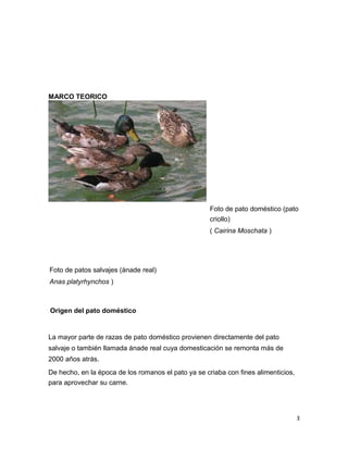 MARCO TEORICO
Foto de pato doméstico (pato
criollo)
( Cairina Moschata )
Foto de patos salvajes (ánade real)
Anas platyrhynchos )
Origen del pato doméstico
La mayor parte de razas de pato doméstico provienen directamente del pato
salvaje o también llamada ánade real cuya domesticación se remonta más de
2000 años atrás.
De hecho, en la época de los romanos el pato ya se criaba con fines alimenticios,
para aprovechar su carne.
3
 