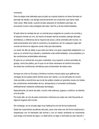 momento.
Pero la etapa más delicada para el pato es cuando todavía no tiene formado el
plumaje de adulto y se abriga exclusivamente con el plumón que tiene nada
más nacer. Más tarde, cuando el pato adquiere el verdadero plumaje, se
encuentra mucho más protegido del calor, del frío y de las enfermedades.
El pato tiene la ventaja de ser un animal poco exigente en cuanto a la comida y
al espacio donde se cría, de hecho el ánade real (el ancestro salvaje del pato
doméstico), a diferencia de la mayoría de aves y otros animales del mundo, no
está amenazado sino todo lo contrario y lo podemos ver en cualquier lugar del
mundo de forma en algunas zonas más que abundante.
La razón de ello se debe a que este ave tiene una gran capacidad adaptación y a
que es un animal muy robusto y resistente a las enfermedades, a los parásitos y a
las condiciones ambientales adversas.
El pato es un animal de una gran rusticidad, muy superior a otros animales de
granja, como los pollos, por lo que no se hace necesario el control minucioso
de todas las condiciones climáticas para el bienestar de estas aves.
Aunque se crían en Europa y América muchos menos patos que gallinas las
ventajas de los patos sobre dichas aves son claras. La cría del pato es mucho
más sencilla y económica que la de los pollos criados en grandes naves con todas
las condiciones ambientales de luz, temperatura y humedad controladas
artificialmente mediante sofisticada tecnología.
Naturalmente, la carne de pato, mucho más sabrosa, jugosa y nutritiva, es distinta
a la de pollo.
Por todo ello, la cría de pato comercial o intensiva es cada vez más frecuente en
algunos lugares del mundo.
Sin embargo, es en el pato algo muy habitual la cría de forma tradicional.
Dada las costumbres acuáticas del pato, para criar este ave de forma tradicional y
respetuosa con el bienestar del animal y con el medio ambiente es importante
que tenga una fuente de agua. Lo ideal sería un lago o riachuelo ya sea natural o
7
 