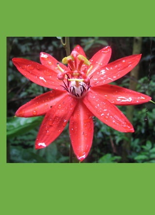 82
Plan de Desarrollo Regional Concertado. “Loreto al 2021” Actualizado
 