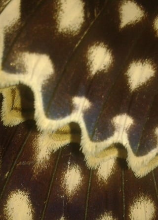 9
Plan de Desarrollo Regional Concertado. “Loreto al 2021” Actualizado
 