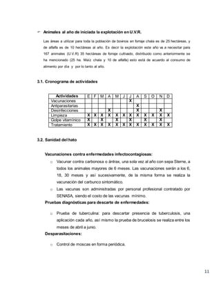 11
 Animales al año de iniciada la explotación en U.V.R.
Las áreas a utilizar para toda la población de bovinos en forraje chala es de 25 hectáreas, y
de alfalfa es de 10 hectáreas al año. Es decir la explotación este año va a necesitar para
167 animales (U.V.R) 35 hectáreas de forraje cultivado, distribuido como anteriormente se
ha mencionado (25 ha. Maíz chala y 10 de alfalfa) esto está de acuerdo al consumo de
alimento por día y por lo tanto al año.
3.1. Cronograma de actividades
Actividades E F M A M J J A S O N D
Vacunaciones X
Antiparasitarias X
Desinfecciones X X X
Limpieza X X X X X X X X X X X X
Golpe vitamínico X X X X X X
Tratamiento X X X X X X X X X X X X
3.2. Sanidad del hato
Vacunaciones contra enfermedades infectocontagiosas:
o Vacunar contra carbonosa o ántrax, una sola vez al año con sepa Sterne, a
todos los animales mayores de 6 meses. Las vacunaciones serán a los 6,
18, 30 meses y así sucesivamente, de la misma forma se realiza la
vacunación del carbunco sintomático.
o Las vacunas son administradas por personal profesional contratado por
SENASA, siendo el costo de las vacunas mínimo.
Pruebas diagnósticas para descarte de enfermedades:
o Prueba de tuberculina: para descartar presencia de tuberculosis, una
aplicación cada año, así mismo la prueba de brucelosis se realiza entre los
meses de abril a junio.
Desparasitaciones:
o Control de moscas en forma periódica.
 