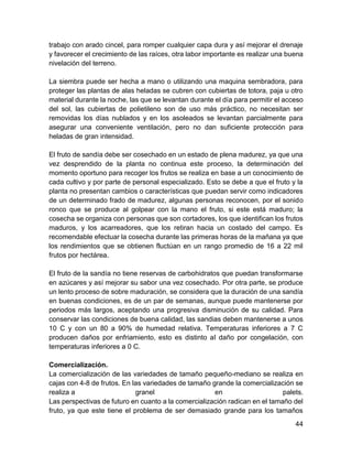 44
trabajo con arado cincel, para romper cualquier capa dura y así mejorar el drenaje
y favorecer el crecimiento de las raíces, otra labor importante es realizar una buena
nivelación del terreno.
La siembra puede ser hecha a mano o utilizando una maquina sembradora, para
proteger las plantas de alas heladas se cubren con cubiertas de totora, paja u otro
material durante la noche, las que se levantan durante el día para permitir el acceso
del sol, las cubiertas de polietileno son de uso más práctico, no necesitan ser
removidas los días nublados y en los asoleados se levantan parcialmente para
asegurar una conveniente ventilación, pero no dan suficiente protección para
heladas de gran intensidad.
El fruto de sandía debe ser cosechado en un estado de plena madurez, ya que una
vez desprendido de la planta no continua este proceso, la determinación del
momento oportuno para recoger los frutos se realiza en base a un conocimiento de
cada cultivo y por parte de personal especializado. Esto se debe a que el fruto y la
planta no presentan cambios o características que puedan servir como indicadores
de un determinado frado de madurez, algunas personas reconocen, por el sonido
ronco que se produce al golpear con la mano el fruto, si este está maduro; la
cosecha se organiza con personas que son cortadores, los que identifican los frutos
maduros, y los acarreadores, que los retiran hacia un costado del campo. Es
recomendable efectuar la cosecha durante las primeras horas de la mañana ya que
los rendimientos que se obtienen fluctúan en un rango promedio de 16 a 22 mil
frutos por hectárea.
El fruto de la sandía no tiene reservas de carbohidratos que puedan transformarse
en azúcares y así mejorar su sabor una vez cosechado. Por otra parte, se produce
un lento proceso de sobre maduración, se considera que la duración de una sandía
en buenas condiciones, es de un par de semanas, aunque puede mantenerse por
periodos más largos, aceptando una progresiva disminución de su calidad. Para
conservar las condiciones de buena calidad, las sandias deben mantenerse a unos
10 C y con un 80 a 90% de humedad relativa. Temperaturas inferiores a 7 C
producen daños por enfriamiento, esto es distinto al daño por congelación, con
temperaturas inferiores a 0 C.
Comercialización.
La comercialización de las variedades de tamaño pequeño-mediano se realiza en
cajas con 4-8 de frutos. En las variedades de tamaño grande la comercialización se
realiza a granel en palets.
Las perspectivas de futuro en cuanto a la comercialización radican en el tamaño del
fruto, ya que este tiene el problema de ser demasiado grande para los tamaños
 