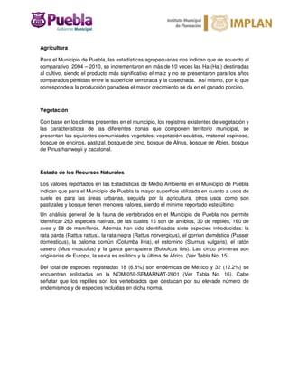 Agricultura
Para el Municipio de Puebla, las estadísticas agropecuarias nos indican que de acuerdo al
comparativo 2004 – 2010, se incrementaron en más de 10 veces las Ha (Ha.) destinadas
al cultivo, siendo el producto más significativo el maíz y no se presentaron para los años
comparados pérdidas entre la superficie sembrada y la cosechada. Así mismo, por lo que
corresponde a la producción ganadera el mayor crecimiento se da en el ganado porcino.
Vegetación
Con base en los climas presentes en el municipio, los registros existentes de vegetación y
las características de las diferentes zonas que componen territorio municipal, se
presentan las siguientes comunidades vegetales: vegetación acuática, matorral espinoso,
bosque de encinos, pastizal, bosque de pino, bosque de Alnus, bosque de Abies, bosque
de Pinus hartwegii y zacatonal.
Estado de los Recursos Naturales
Los valores reportados en las Estadísticas de Medio Ambiente en el Municipio de Puebla
indican que para el Municipio de Puebla la mayor superficie utilizada en cuanto a usos de
suelo es para las áreas urbanas, seguida por la agricultura, otros usos como son
pastizales y bosque tienen menores valores, siendo el mínimo reportado este último
Un análisis general de la fauna de vertebrados en el Municipio de Puebla nos permite
identificar 263 especies nativas, de las cuales 15 son de anfibios, 30 de reptiles, 160 de
aves y 58 de mamíferos. Además han sido identificadas siete especies introducidas: la
rata parda (Rattus rattus), la rata negra (Rattus norvergicus), el gorrión doméstico (Passer
domesticus), la paloma común (Columba livia), el estornino (Sturnus vulgaris), el ratón
casero (Mus musculus) y la garza garrapatera (Bubulcus ibis). Las cinco primeras son
originarias de Europa, la sexta es asiática y la última de África. (Ver Tabla No. 15)
Del total de especies registradas 18 (6.8%) son endémicas de México y 32 (12.2%) se
encuentran enlistadas en la NOM-059-SEMARNAT-2001 (Ver Tabla No. 16). Cabe
señalar que los reptiles son los vertebrados que destacan por su elevado número de
endemismos y de especies incluidas en dicha norma.
 