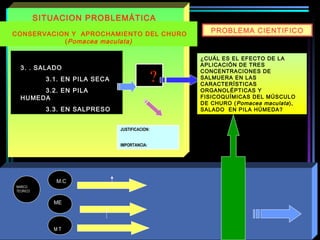 ?
SITUACION PROBLEMÁTICA
MARCO
TEORICO
M T
M.C
ME
JUSTIFICACION:
IMPORTANCIA:
PROBLEMA CIENTIFICO
¿CUÁL ES EL EFECTO DE LA
APLICACIÓN DE TRES
CONCENTRACIONES DE
SALMUERA EN LAS
CARACTERÍSTICAS
ORGANOLÉPTICAS Y
FISICOQUÍMICAS DEL MÚSCULO
DE CHURO (Pomacea maculata),
SALADO EN PILA HÚMEDA?
3. . SALADO
3.1. EN PILA SECA
3.2. EN PILA
HUMEDA
3.3. EN SALPRESO
CONSERVACION Y APROCHAMIENTO DEL CHURO
(Pomacea maculata)
 